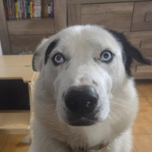 Léo