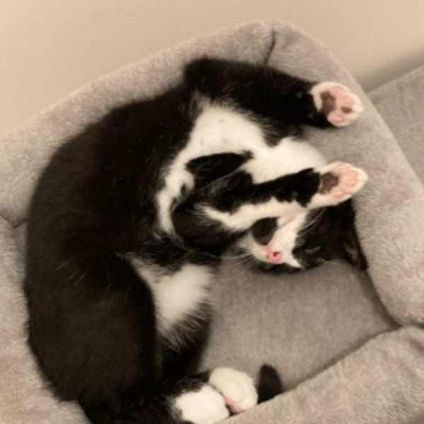 Minou