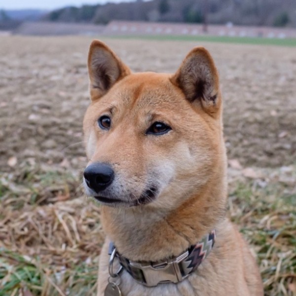 Ponyo