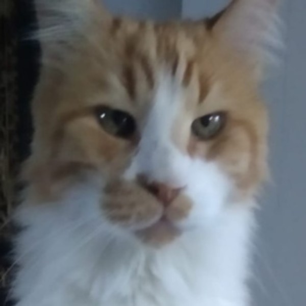 Nestor