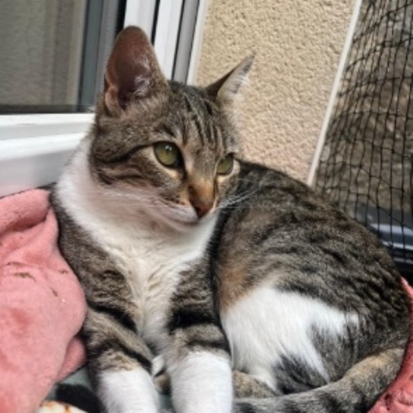 Agatha