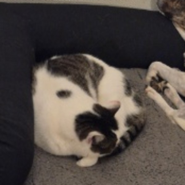 Olaf