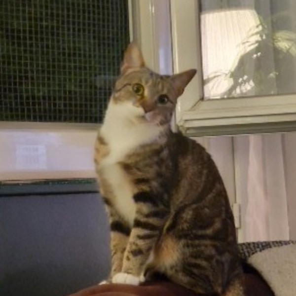 Mew