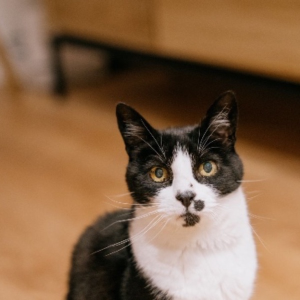 Photo de Smoky