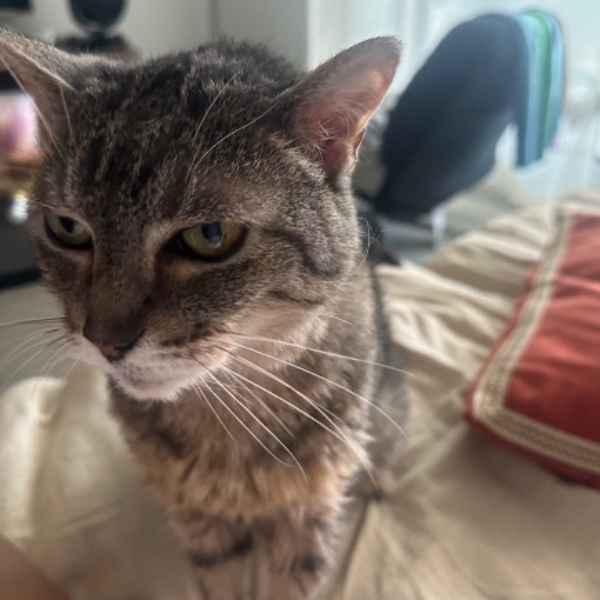 GATITO