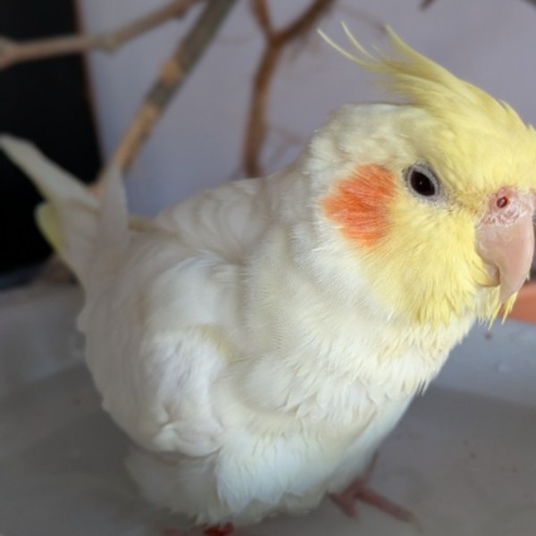 Alfie