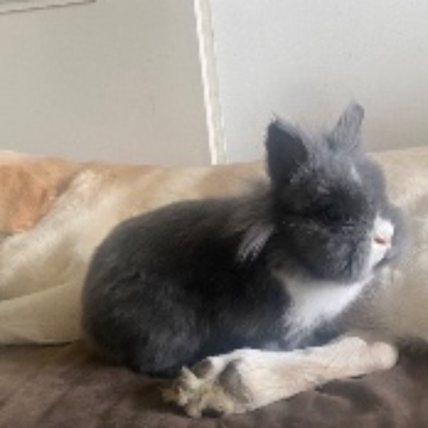 Bunny