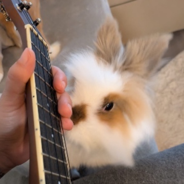 Mochi