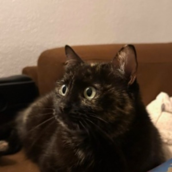 Maya