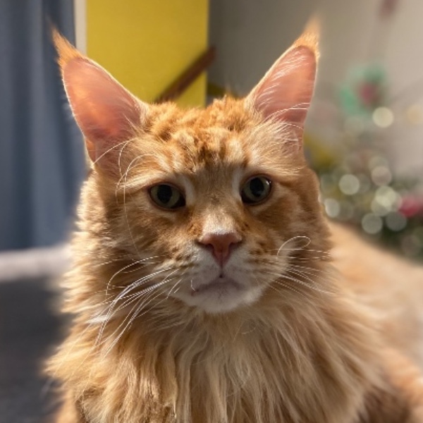 Photo de Simba