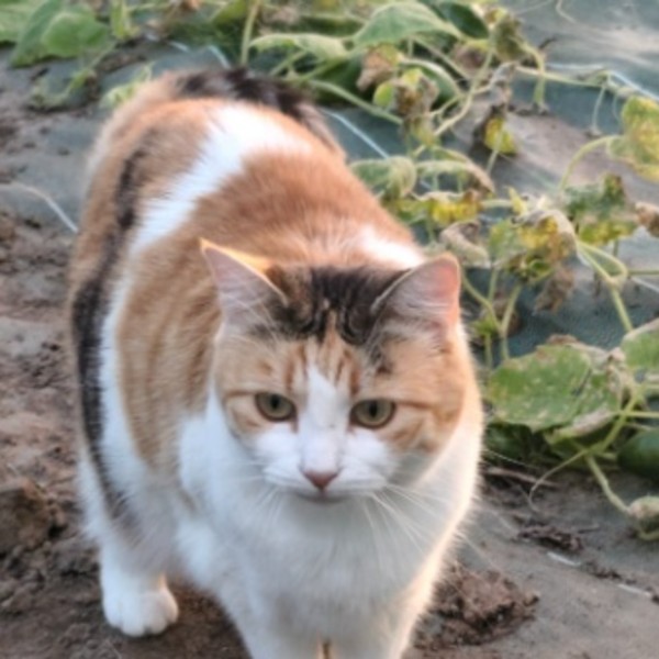 Pégase