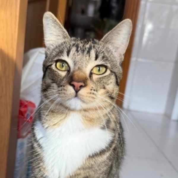 Simba