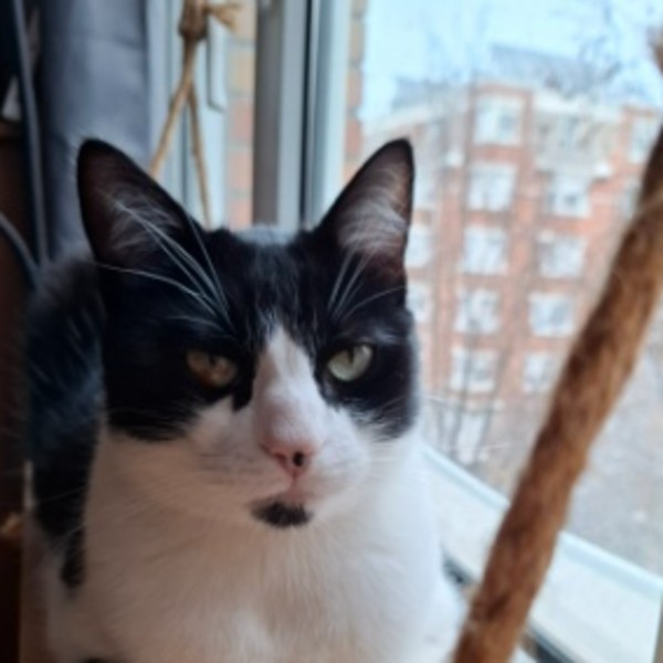 Kronk