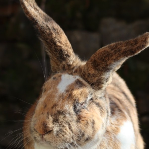 Tartuff