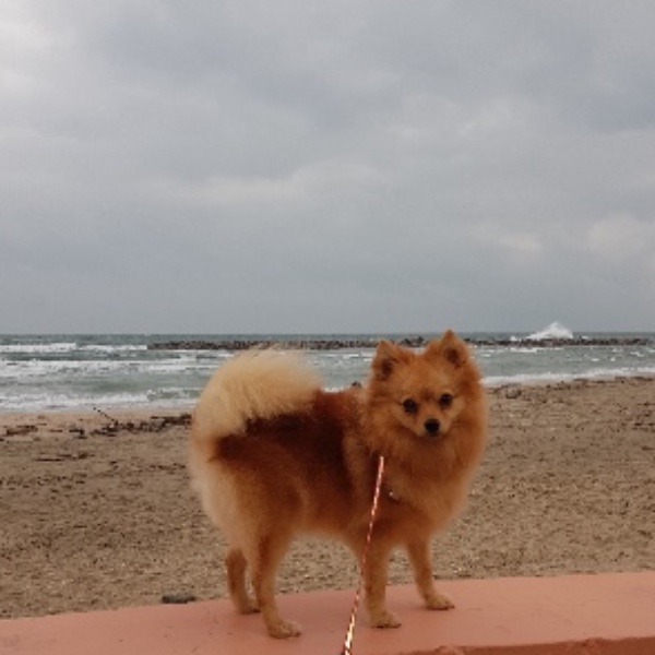 Photo de Pamplemousse