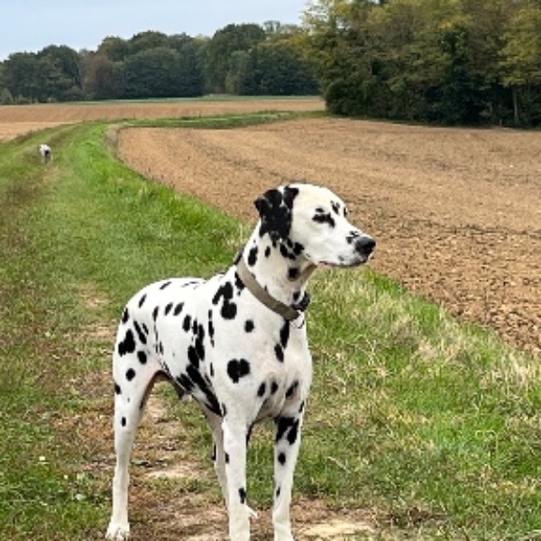 Nawak
