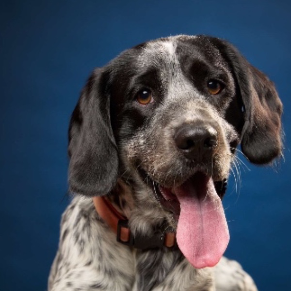 Porthos