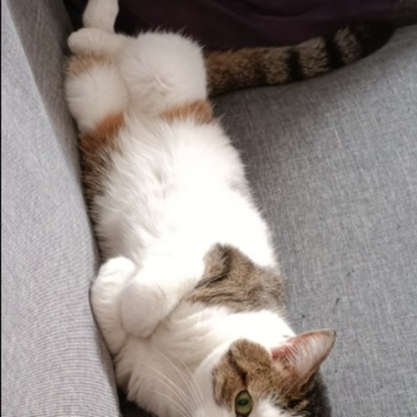 Photo de Sweety (toutoune)