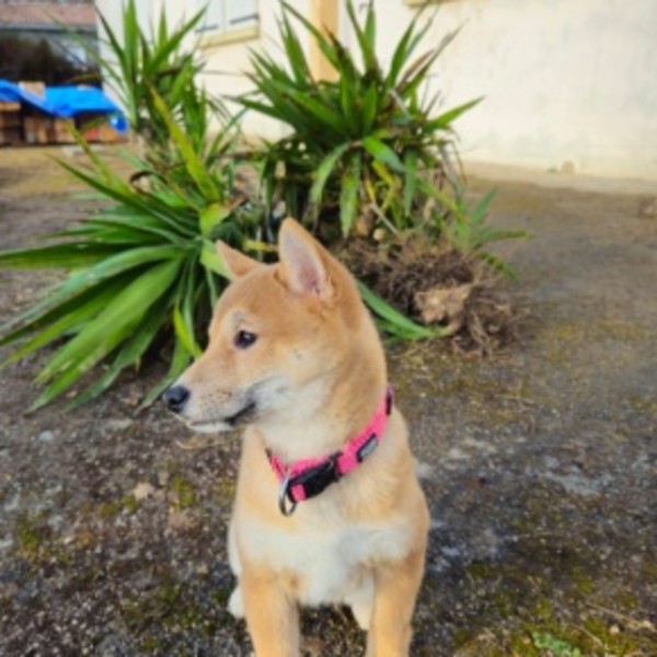 Stella