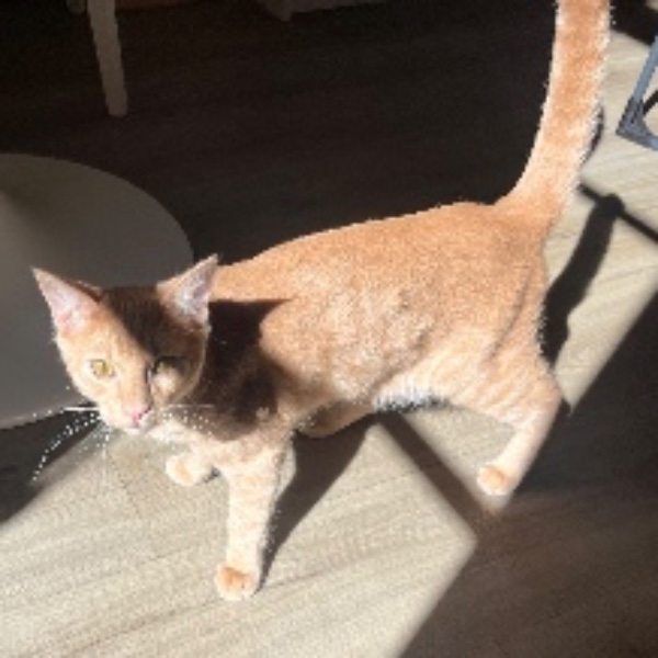 Léon