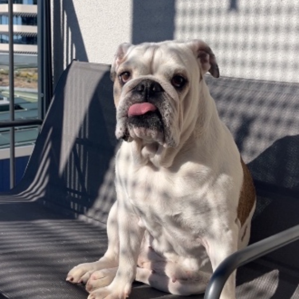 Lila