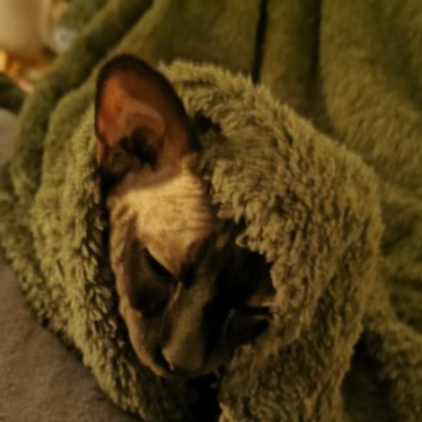 Anubis