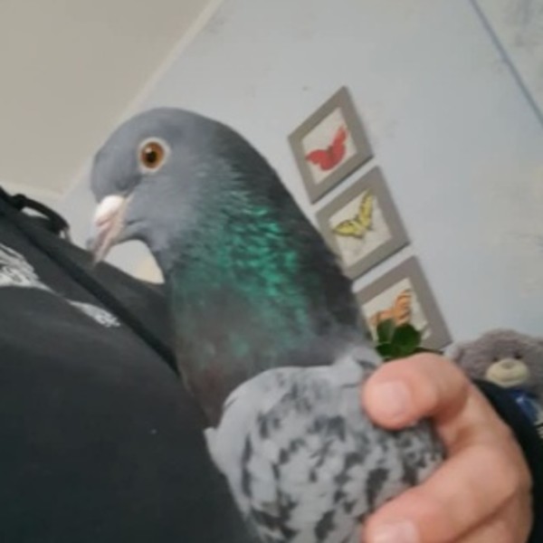 Raymond