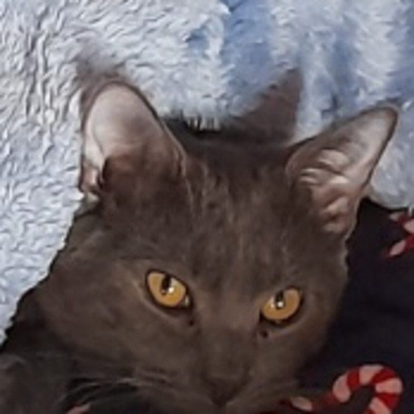 Moro