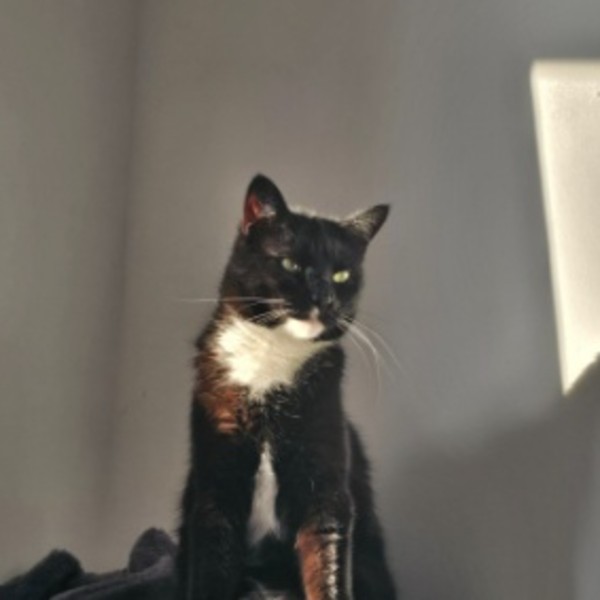Oreo