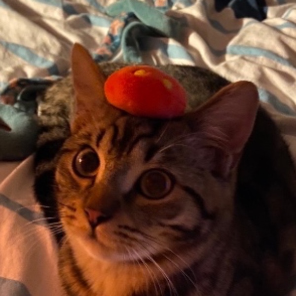 Kitkat