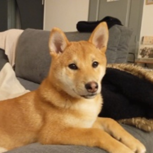 Aiko