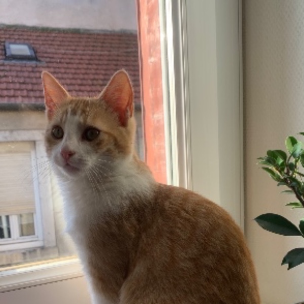 Mushu