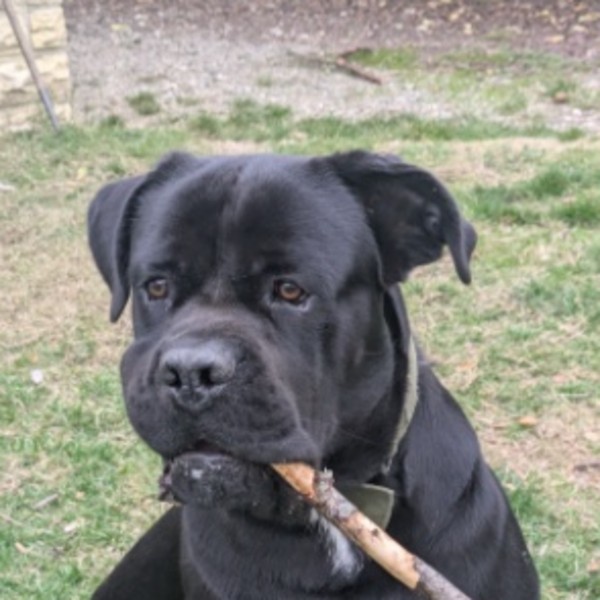 Koda
