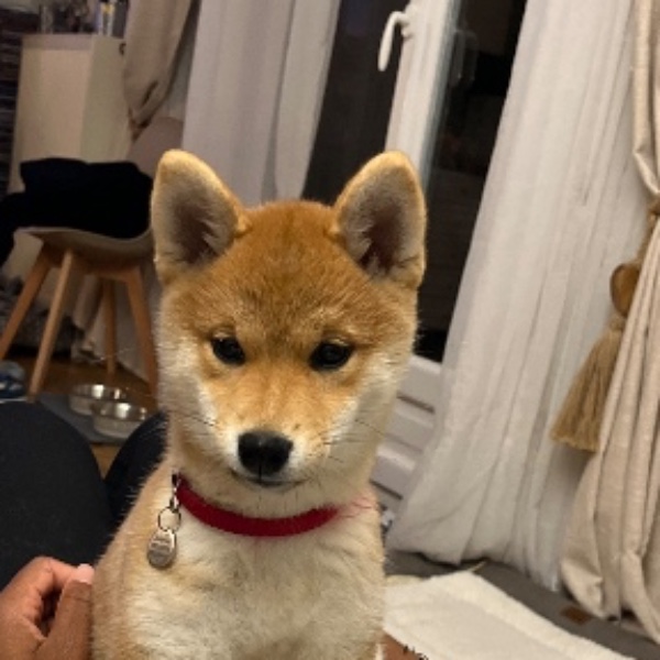 Voxie