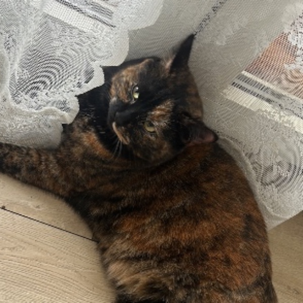 Praline