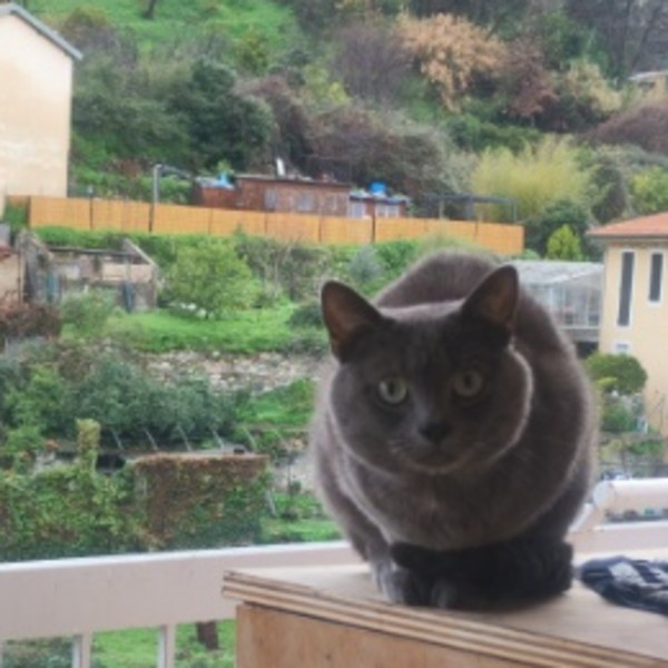 Raja