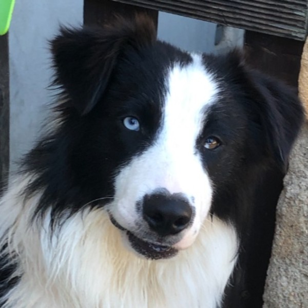 Oscar