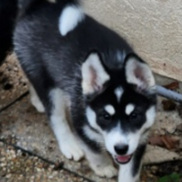 Kiba