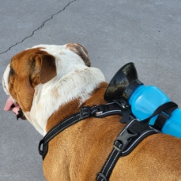 Photo de ROBERT DIT BOB