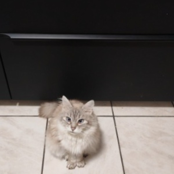 Peluche