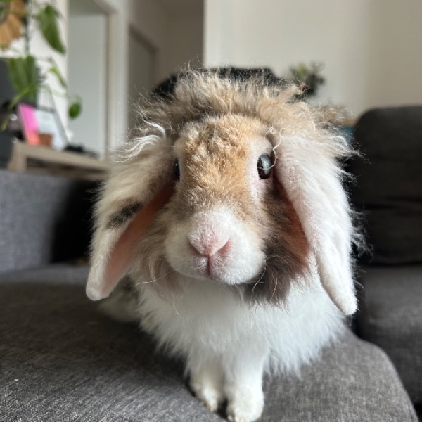 Praline