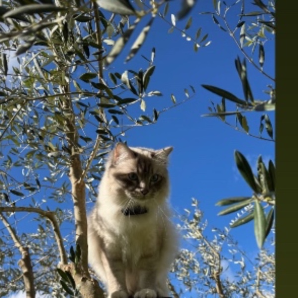 Yoda