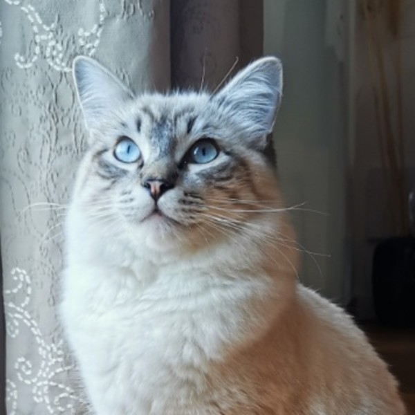 Aïko