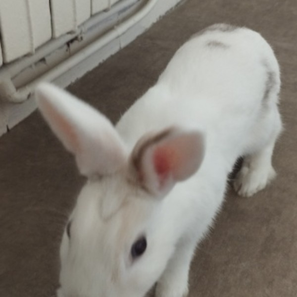chomp