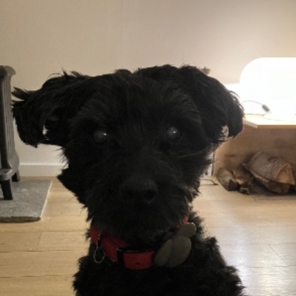 Rufus