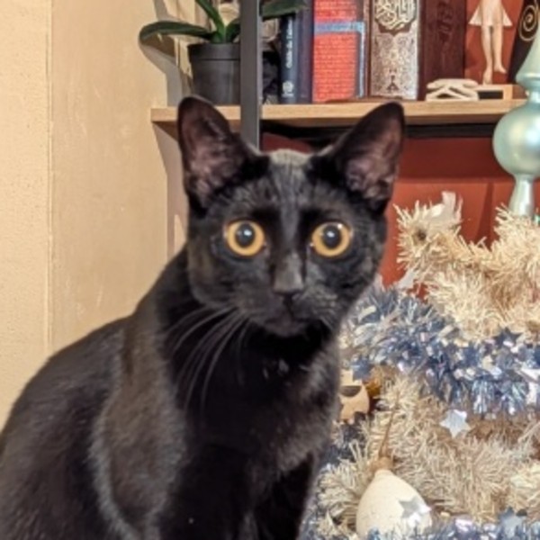 Photo de Nyx