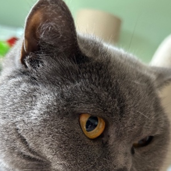 Photo de NIKI