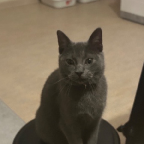 koda