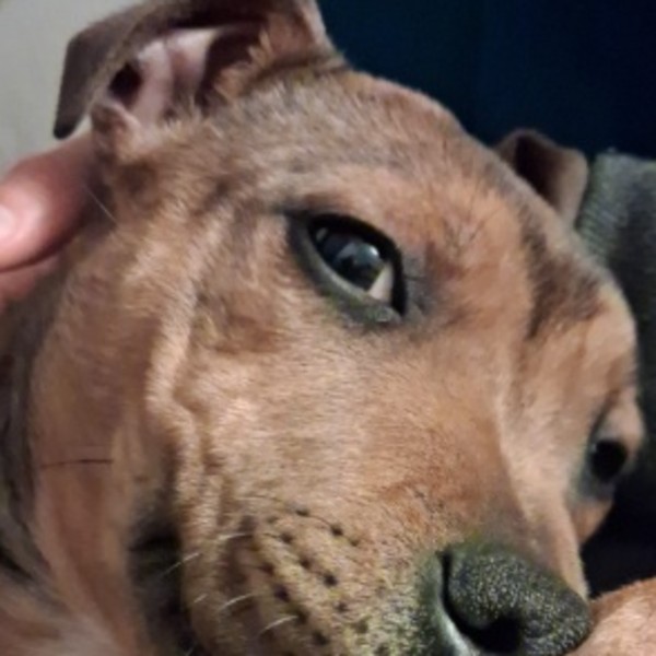 Orphée
