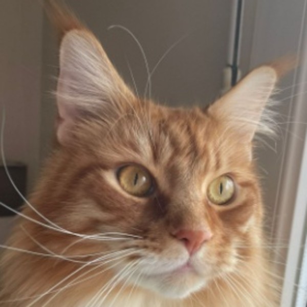 Photo de ONYX